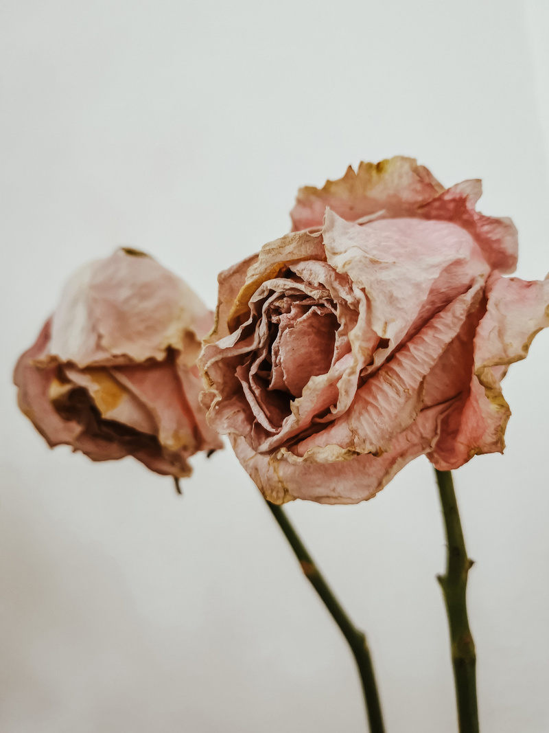 Close-Up of Dried Flowers 