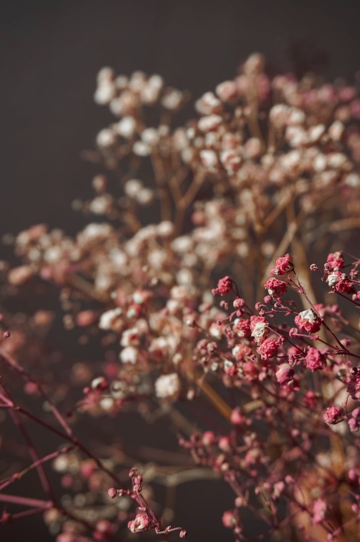 Close Up Photo of Dried Flowers