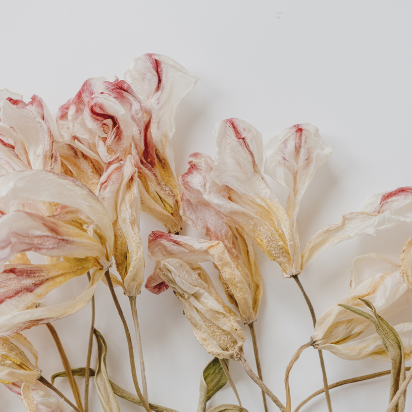 Beautiful Dried Flowers  