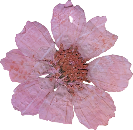 Dried Flower