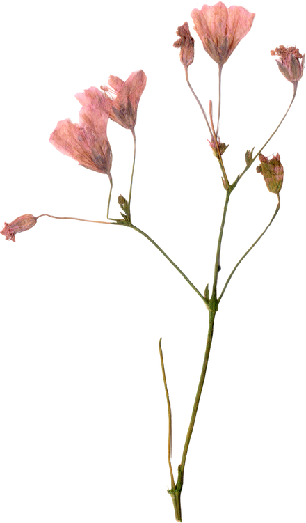 Pressed and Dried Flower