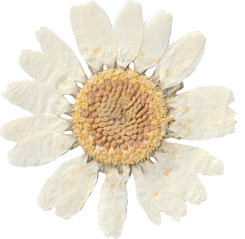 Dried White Flower