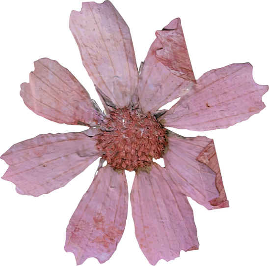 Dried Flower