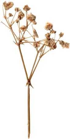 Pressed and Dried White Flower